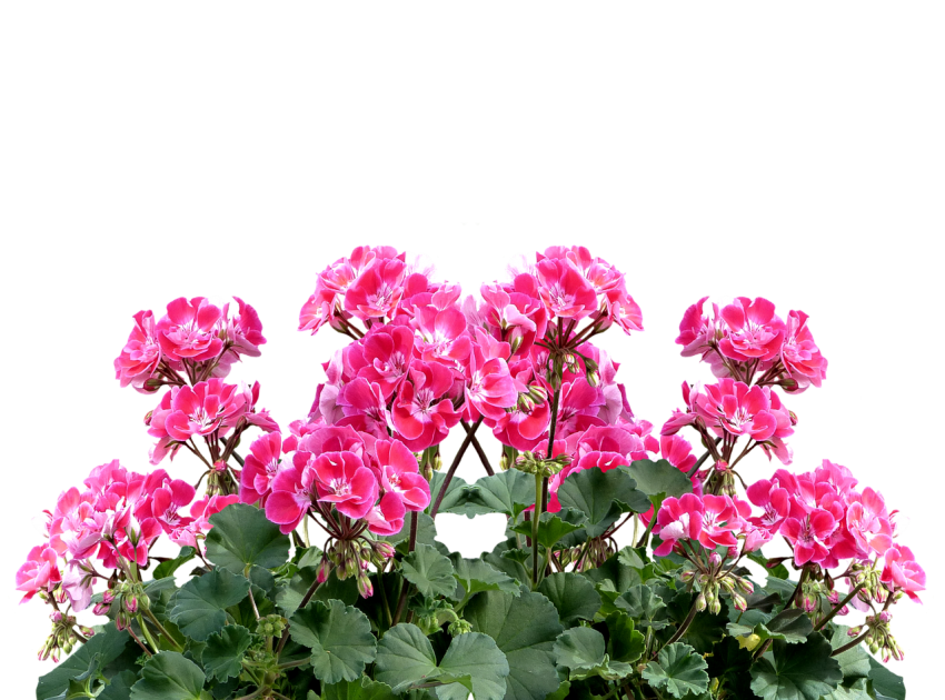 Różowe pelargonie